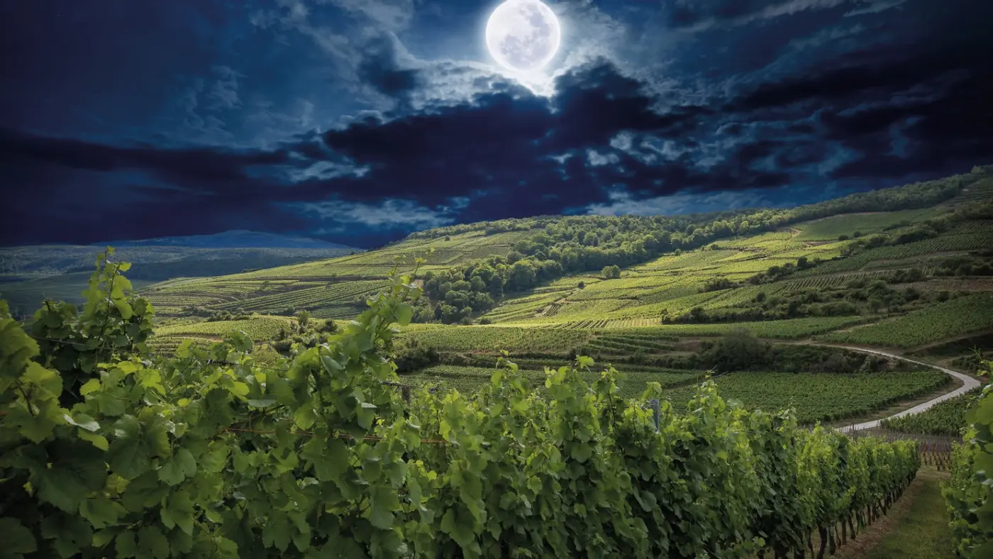 Vínekrur Bestheim í Alsace í tunglsljósi