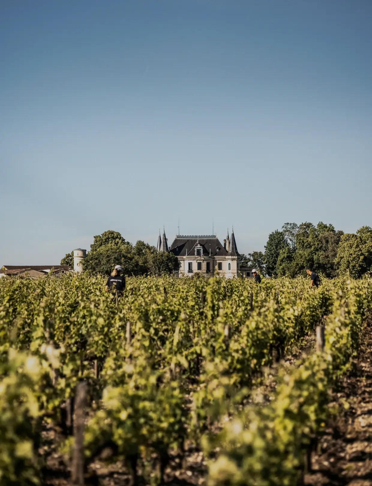 Château Palmer handan vínekranna í Margaux